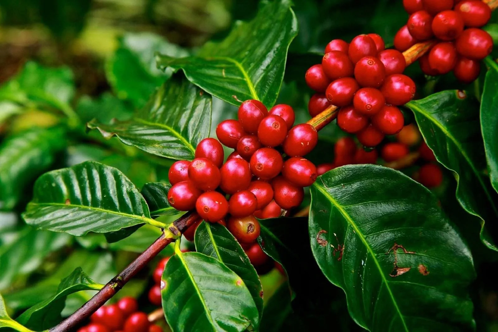 Ripe coffee cherries on a coffee plant
